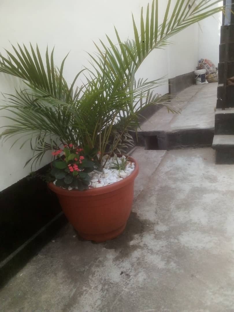 Golden Cane Palm Live Plant - Image 3