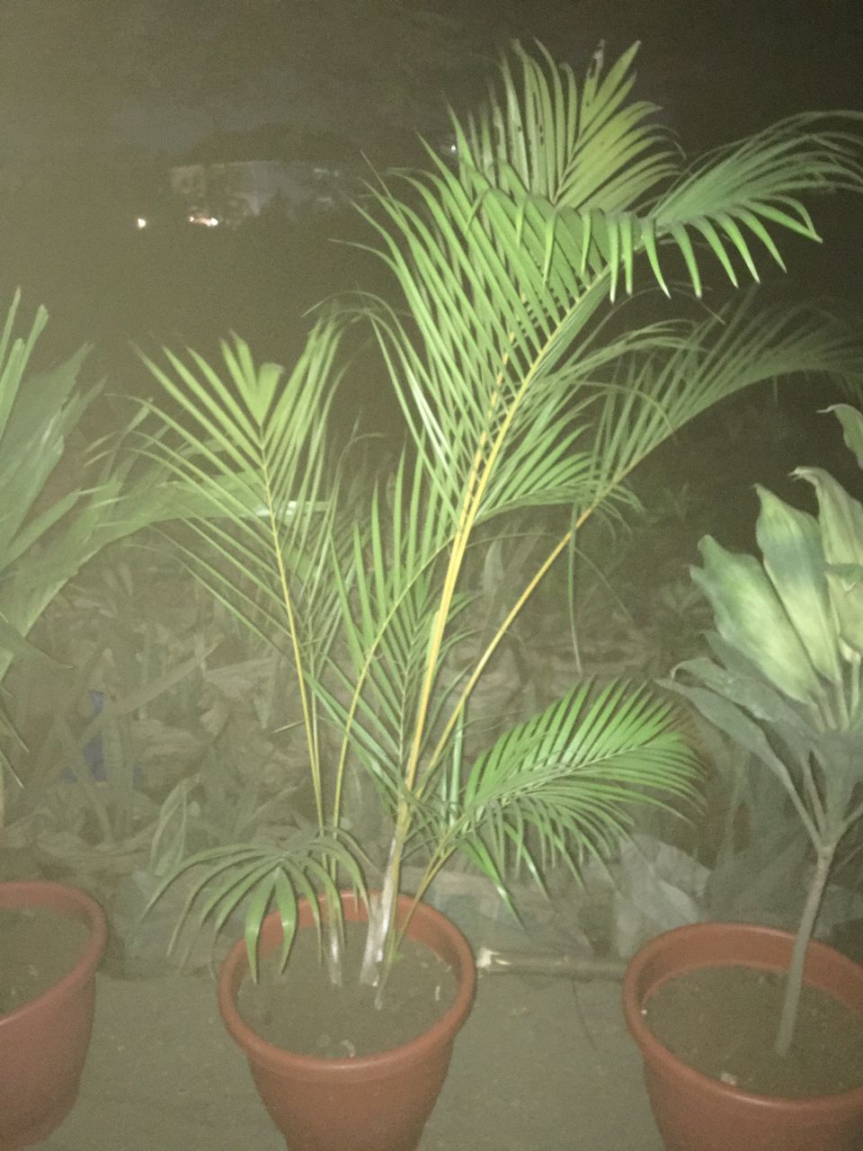 Golden Cane Palm Live Plant - Image 4