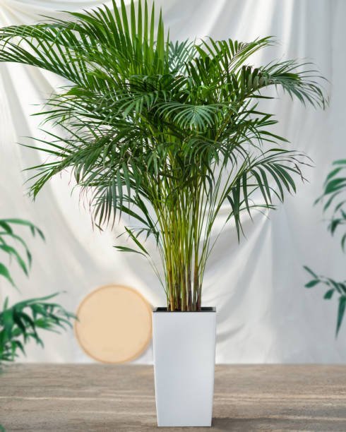 Golden Cane Palm Live Plant - Image 2