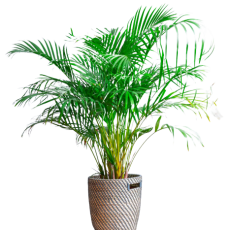 Golden Cane Palm Live Plant