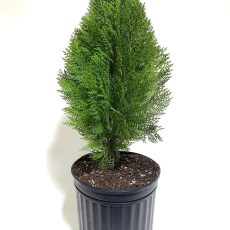 Thuja Plant
